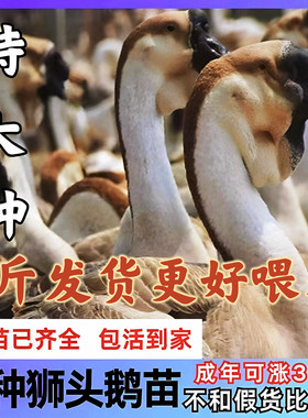 2斤纯种狮头鹅正宗狮头鹅苗特大种狮头鹅活苗灰色狮子头鹅苗幼崽