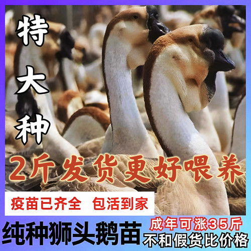 2斤纯种狮头鹅正宗狮头鹅苗特大种狮头鹅活苗灰色狮子头鹅苗幼崽