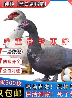 一斤纯种番鸭活苗大种黑番鸭脱温鸭腾鸭火鸭洋鸭旱鸭豚鸭鸳鸯鸭苗