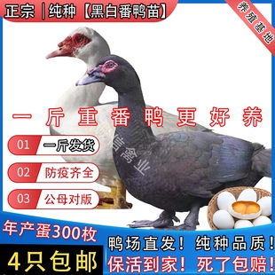 一斤纯种番鸭活苗大种黑番鸭脱温鸭腾鸭火鸭洋鸭旱鸭豚鸭鸳鸯鸭苗