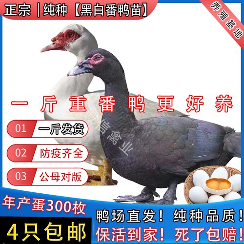 一斤纯种番鸭活苗大种黑番鸭脱温鸭腾鸭火鸭洋鸭旱鸭豚鸭鸳鸯鸭苗