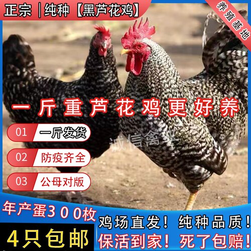 一斤纯种芦花鸡活苗脱温鸡正宗汶上芦花鸡半大鸡白芦花鸡小鸡活苗