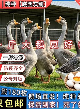一斤纯种灰鹅苗雁鹅正宗皖西灰鹅大种鹅苗鹅活体高产蛋王鹅苗现货