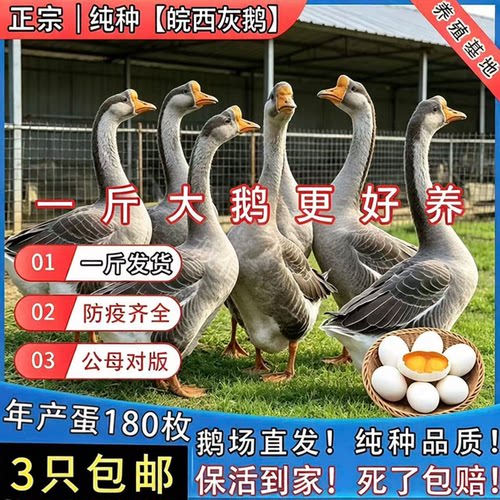 一斤纯种灰鹅苗雁鹅正宗皖西灰鹅大种鹅苗鹅活体高产蛋王鹅苗现货