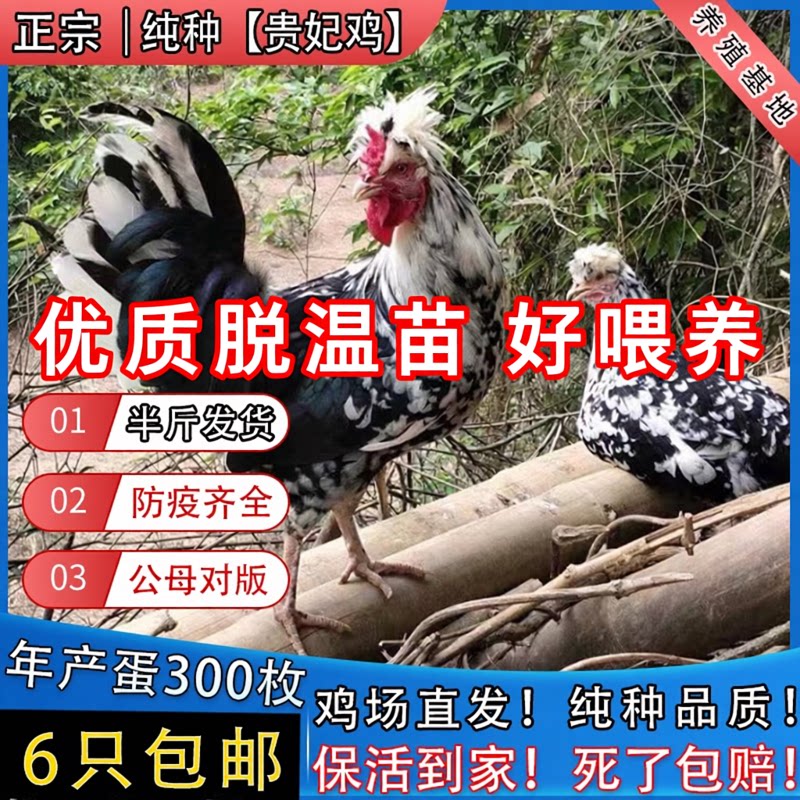 半斤纯种贵妃鸡脱温鸡苗正宗贵妃鸡活苗青年下蛋鸡成年贵妃鸡包活