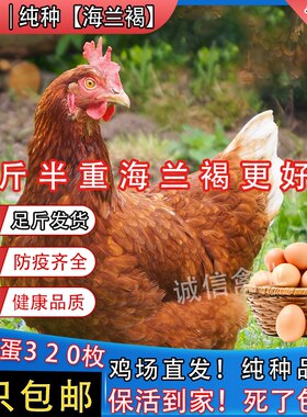 一斤纯种海兰褐活苗下蛋母鸡高产蛋鸡活体鸡苗土鸡苗脱温小鸡活苗