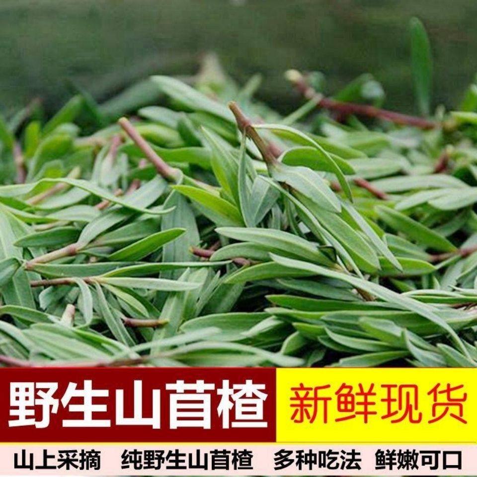 野生山苜楂菜山东野菜山菜蚂蚱菜山麻扎杂菜山麻楂新鲜现,水产肉类/新鲜蔬果/熟食,其它,淘宝优惠券,粉丝福利购,淘宝优惠卷