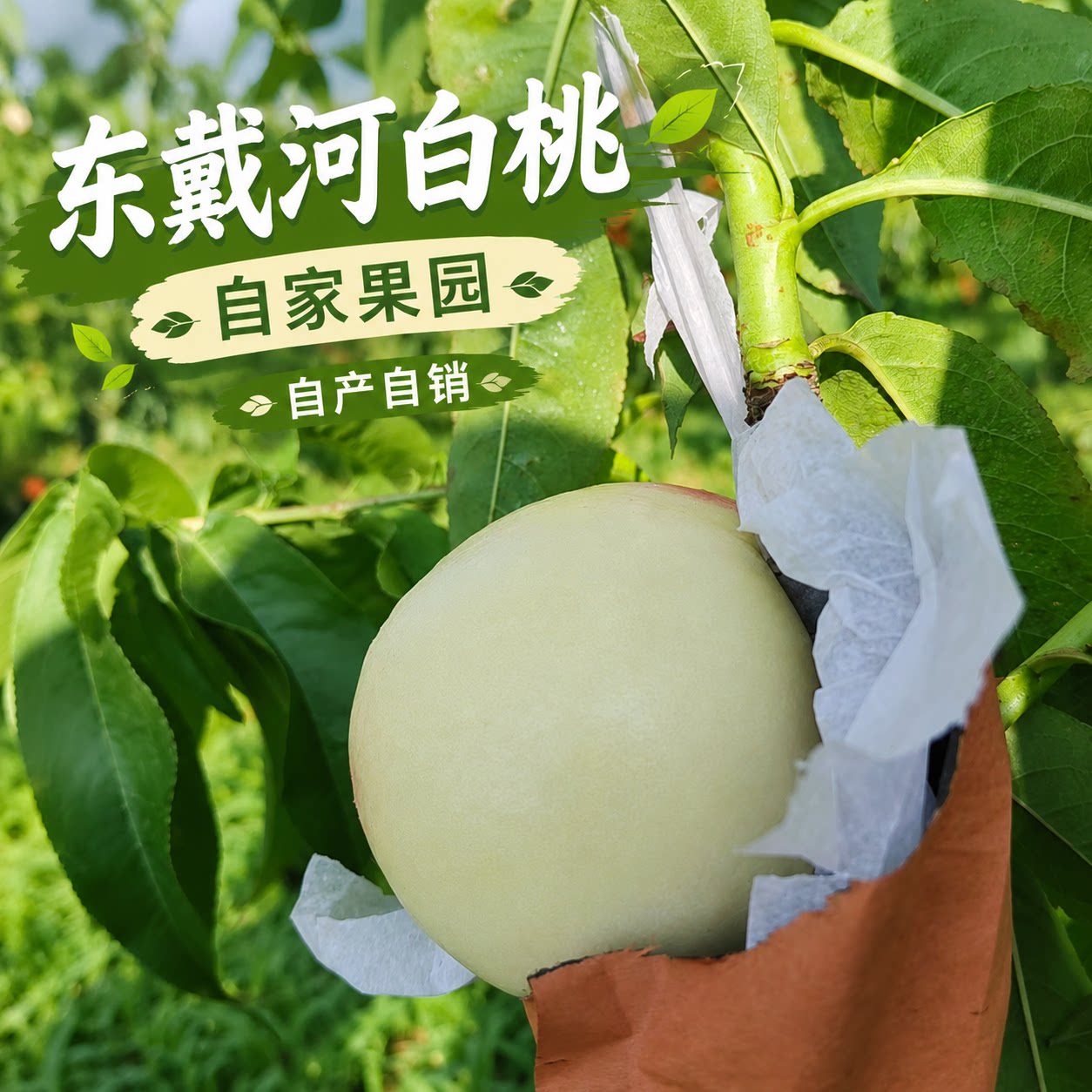 绥中大白桃甜如蜜白雪公主白糖罐