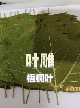 激光雕刻专用天然梧桐叶枫叶银杏植物标本干燥压平干花diy材料