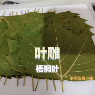 激光雕刻专用天然梧桐叶枫叶银杏植物标本干燥压平干花diy材料