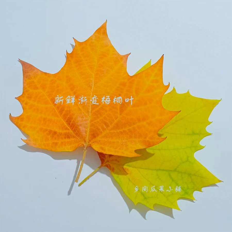 新鲜渐变梧桐叶 叶雕专用叶 可开发票 法桐叶创意标本 黄色梧桐叶