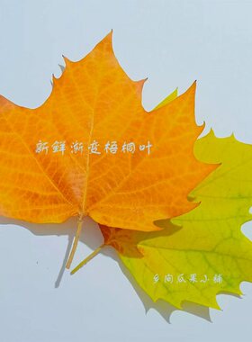 新鲜渐变梧桐叶 叶雕专用叶 可开发票 法桐叶创意标本 黄色梧桐叶