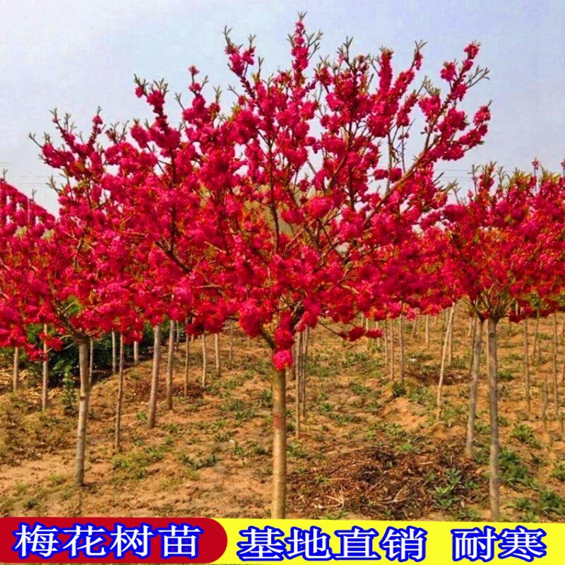 红梅绿梅腊梅榆叶梅老桩梅花树四季阳台庭院盆栽冬季耐寒花卉树苗