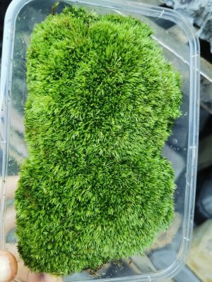 白发新款趣味大灰藓大羽藓鲜活 青苔鲜苔微景观苔藓盒装 diy材料