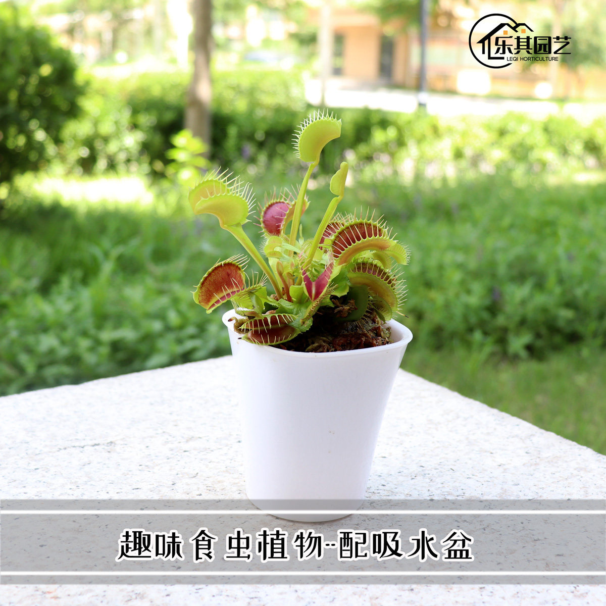 捕蝇草 猪笼草 瓶子草 食虫植物 食虫草会动扑蝇草桌面绿植盆栽