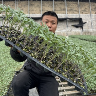老毛粉西红柿苗子沙瓤皮薄爆汁生吃小时候味道粉果大粉果番茄种苗