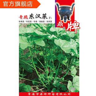 鼎牌 青脆东汉菜 植株生长快 茎叶青脆 口感清脆抗病强青菜冬寒菜