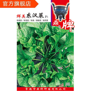 鼎牌 鲜美东汉菜 植株生长快 茎壮叶美 口感鲜美柔滑 抗病 抗虫