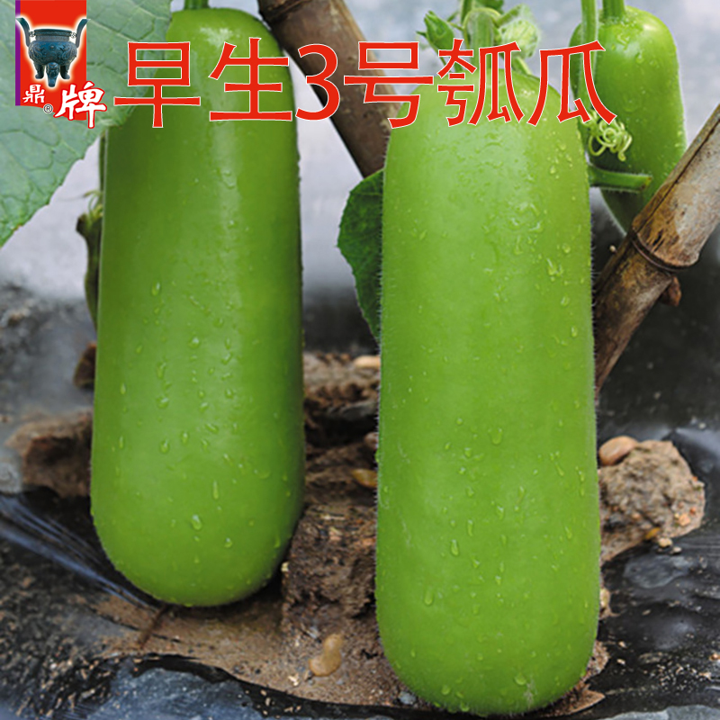 鼎牌瓠瓜种子高产特早熟