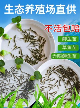 草鱼苗活体小鲤鱼鲫鱼苗龙鱼活体饲料泥鳅苗鄂龟乌龟开口粮小鱼苗