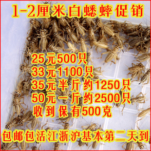 蟋蟀活体 双斑蟋油葫芦蟋蟀+白蟋蟀2种 爬宠龙鱼活物蟋蟀饲料