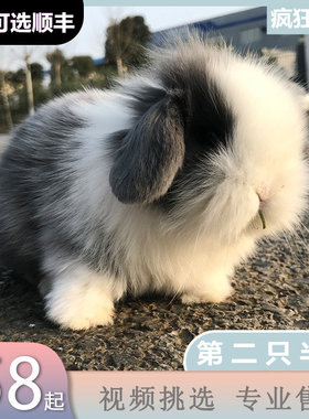 小兔子活体长不大垂耳兔迷你熊猫小型侏儒兔茶杯兔宠物公主兔活物