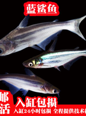 淡水鲨鱼苗观赏鱼小蓝鲨虎鲨大型热带观赏鱼白化鲨清洁鱼缸工具鱼