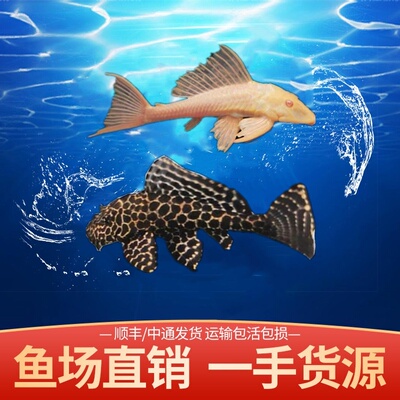 清道夫女王大帆红眼女皇鱼缸清洁工具鱼豹纹夫异型垃圾热带观赏鱼