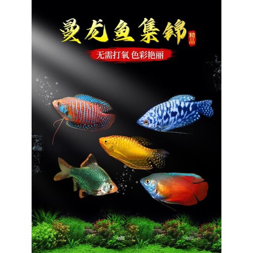 曼龙鱼热带观赏鱼好养耐活淡水鱼苗小型活鱼五彩丽丽鱼珍珠马甲鱼
