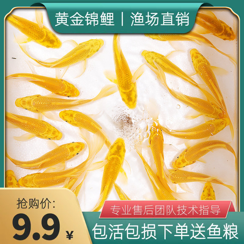 锦鲤鱼金鱼黄金龙凤招财鱼风水鱼淡水好养耐活冷水鱼苗活体观赏鱼
