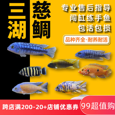 三湖慈鲷鱼热带观赏鱼中小型淡水好养耐活岩栖马鲷坦鲷杂鲷鱼活体
