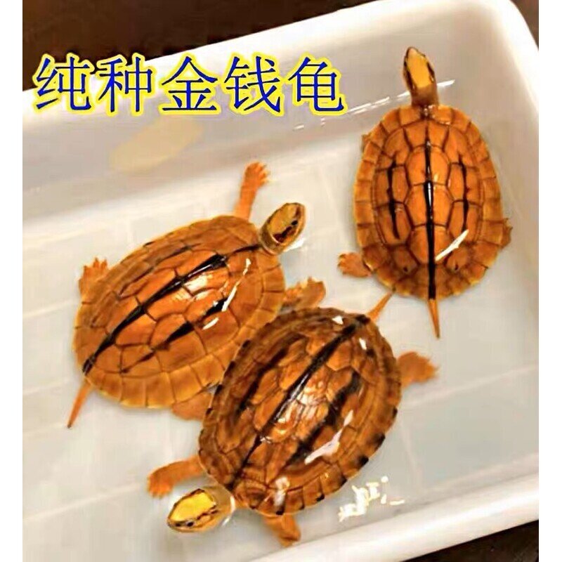 正宗纯种南石金钱龟稀有龟海南招财黄金龟镇宅家养活体宠物观赏龟