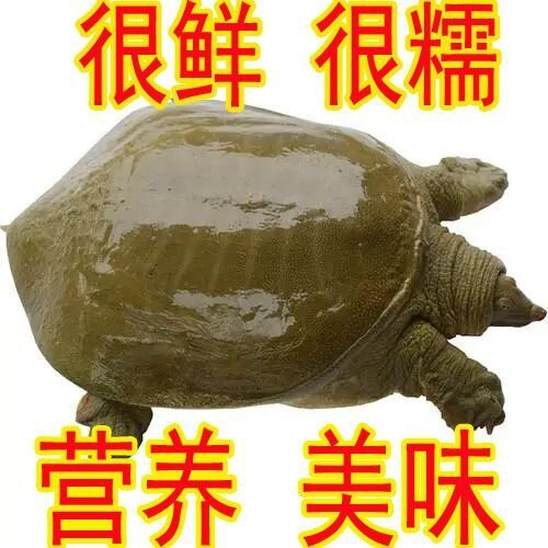 【现抓现发】鲜活公甲鱼活体食用水鱼团鱼王八小甲鱼苗淡水养殖