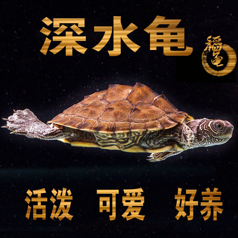 密西西比地图乌龟苗活物小宠物龟招财龟外塘观赏深水火焰吃鱼粪龟图片