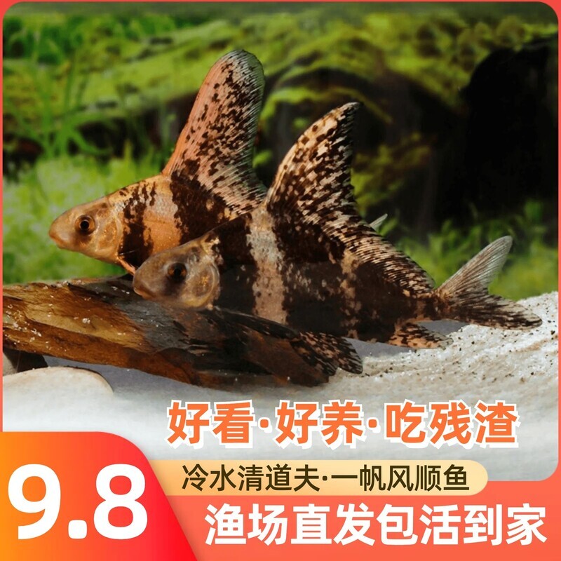 一帆风顺鱼苗美人鱼胭脂鱼活体家养冷水淡水养殖食用高档大型好养图片