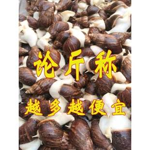 食用白玉蜗牛餐饮酒店特色菜活体蜗牛养殖种牛教技术宠物教学蜗牛