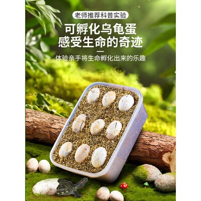 乌龟蛋可孵化套装小乌龟金线中华草龟蛋墨龟蛋网红小宠物受精活物