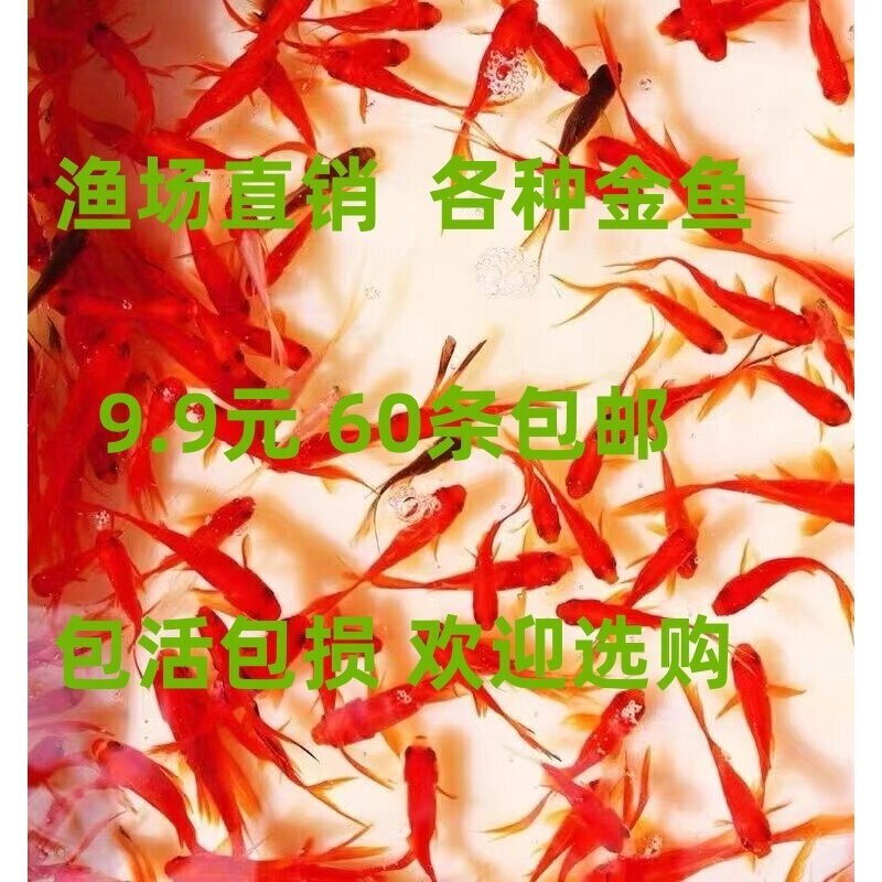 小金鱼活鱼草金鱼冷水锦鲤鱼红鲫鱼苗观赏好养耐活龙鱼龟活体饲料