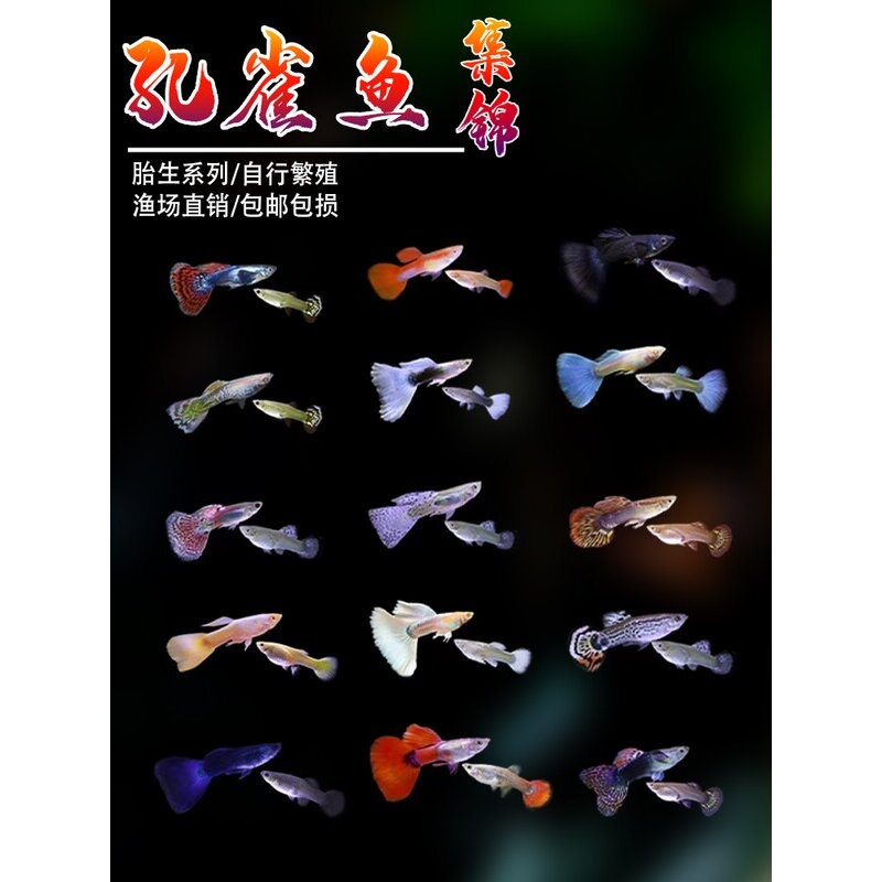 孔雀鱼小鱼苗活体练手套餐纯种热带观赏鱼小型淡水金鱼胎生凤尾鱼