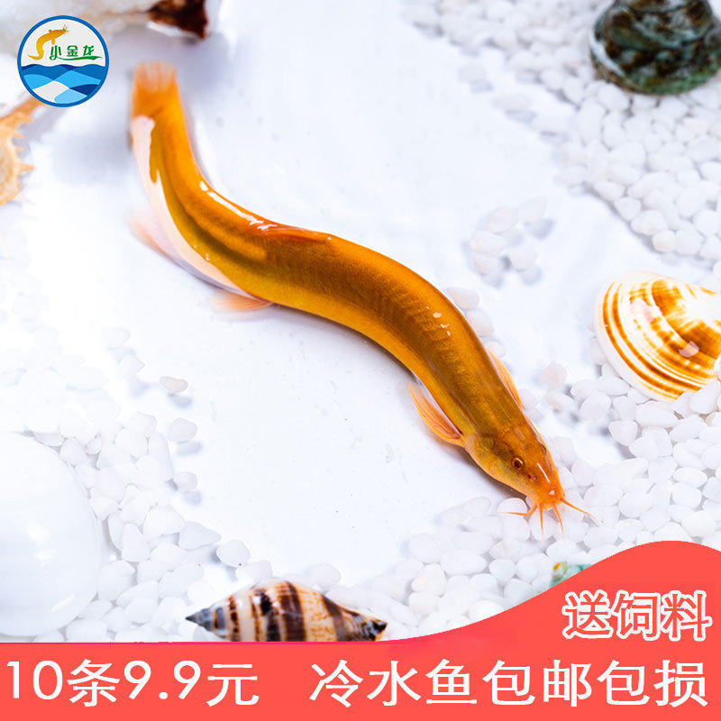 观赏活体黄金泥鳅金龙鳅苗清道夫冷淡水发财风水大小鱼鱼