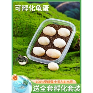 乌龟蛋可孵化套装草龟巴西花龟蛋龟受精蛋活体适合小孩子家养观赏