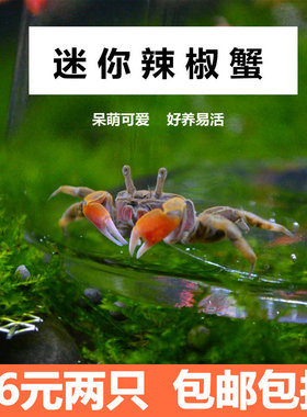 迷你蟹辣椒蟹活体螃蟹宠物小蟹观赏蟹活物除藻淡水蟹鱼缸爬行动物