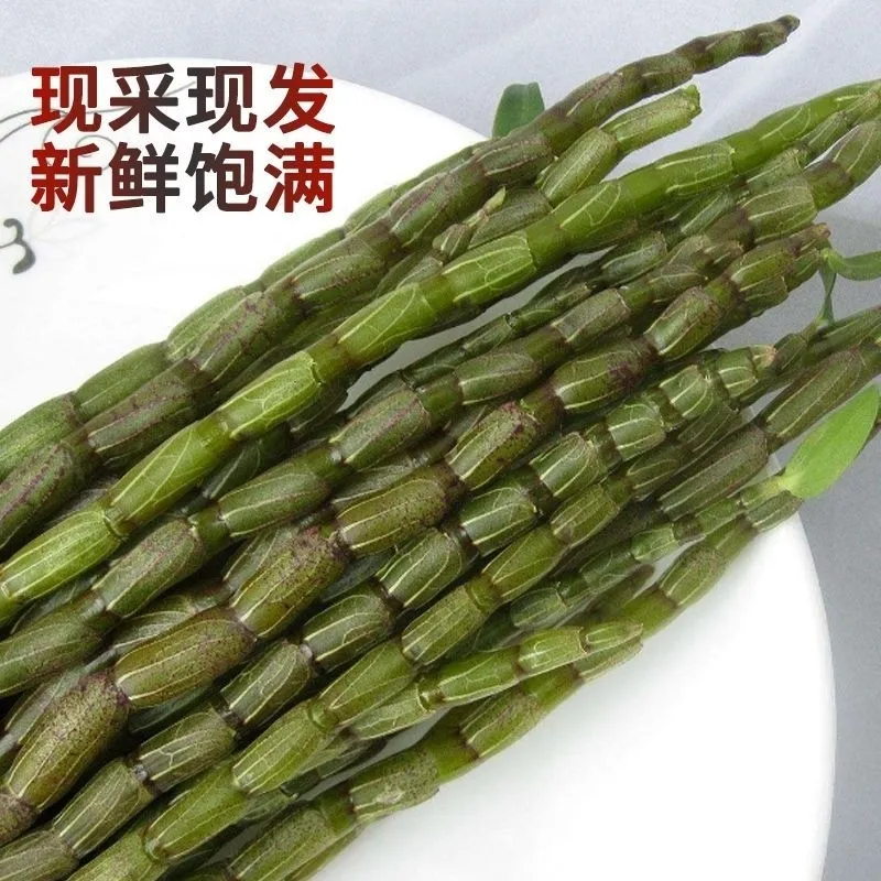 广东新鲜石斛鲜条生铁皮石斛枫斗鲜条多胶可榨汁煲汤食用 传统滋补营养品 石斛/枫斗 原图主图