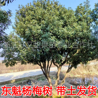 浙江东魁黑炭杨梅树大树苗带土盆栽果树果苗庭院种植当年结果