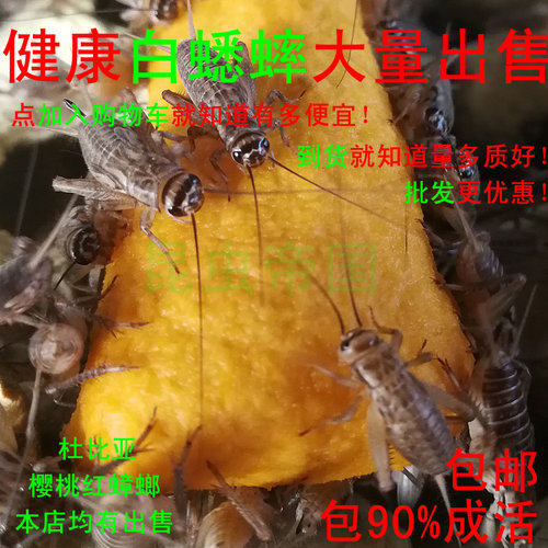 正常发货 昆虫帝国 包邮白蟋蟀针头蛐蛐油葫芦龙鱼