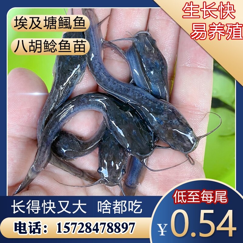 埃及塘鲺鱼苗革胡子鲶鱼苗大口鲶鱼