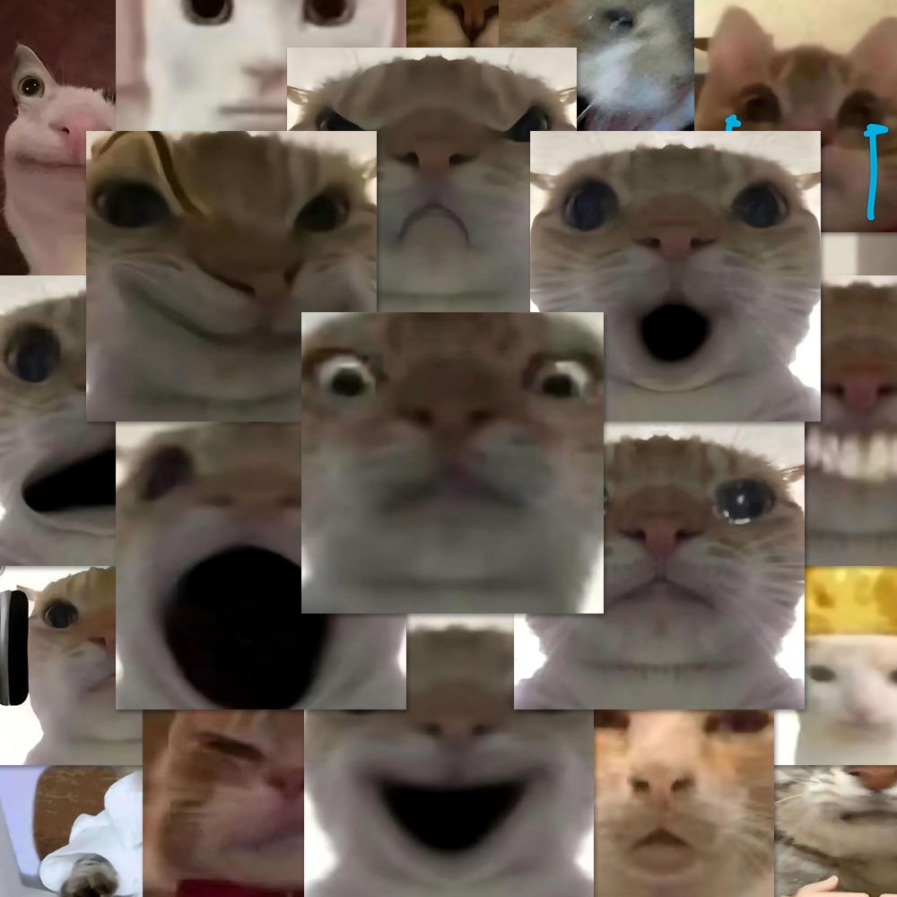 神经发疯猫猫头表情包贴纸
