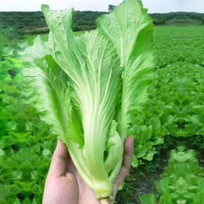 蔬菜包心大全种苗盆栽秋冬芥菜