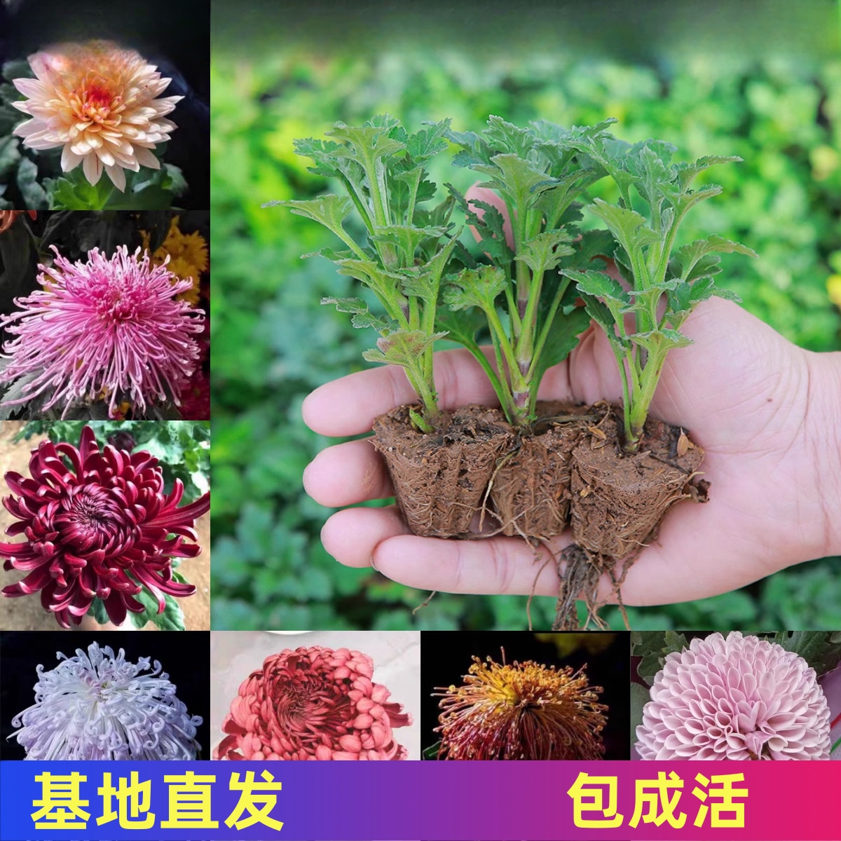 菊花苗盆栽四季菊乒乓千头菊多年生食用秋菊全年开室内外绿植花卉-封面