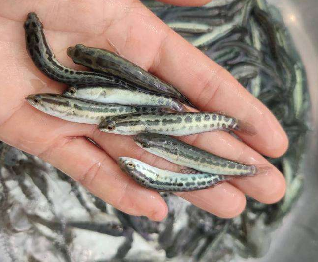 黑鱼苗淡水活体生鱼苗财鱼苗乌鳢鱼苗乌鱼苗路大型食用养殖鱼